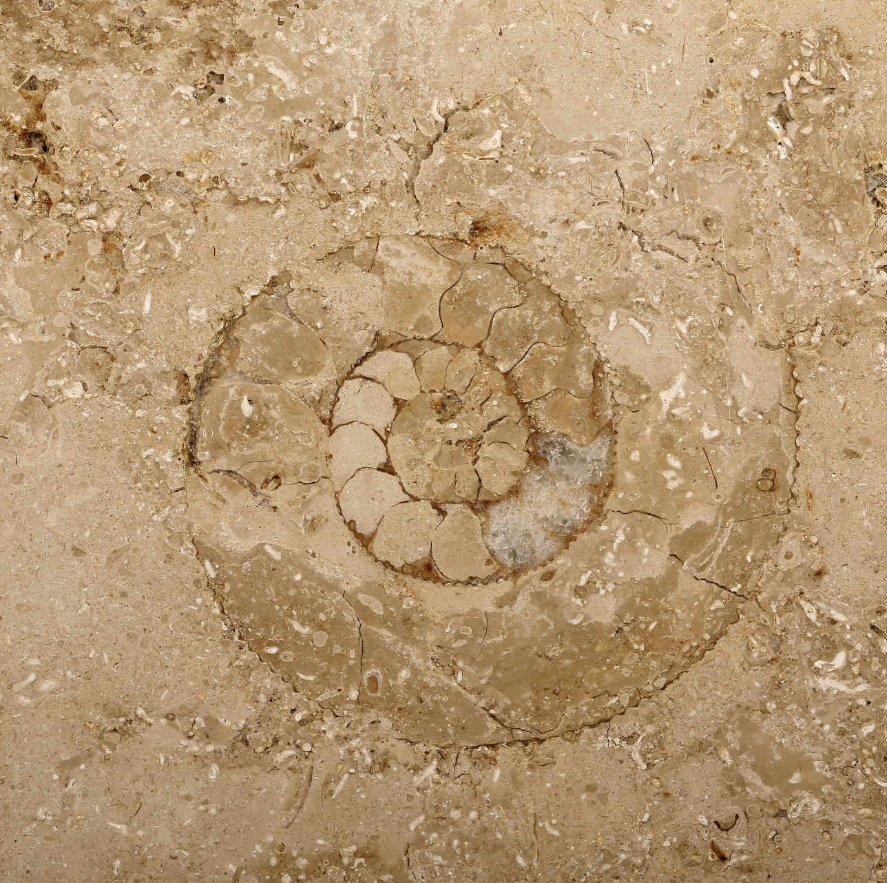 Jura Marble Edition Compact
